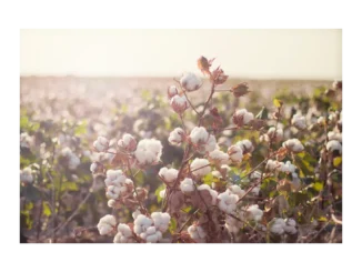 Tchibo zajišťuje 100 % bio bavlnu pro udržitelnost