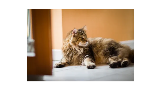 Proč je zdraví seniorních koček zásadní