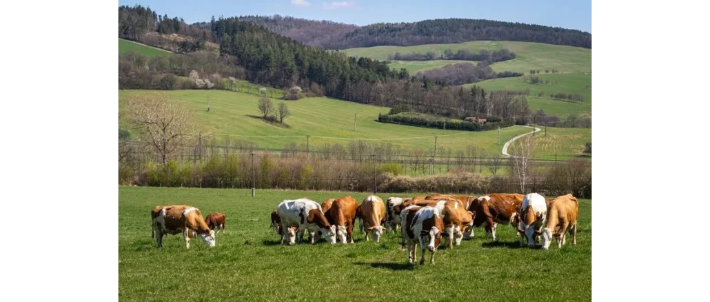 Češi preferují welfare: 66 % by připlatilo víc